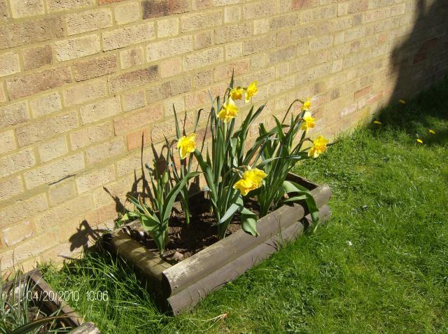 daffs_in_flower.JPG